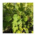 VITIS VINIFERA 8 DH