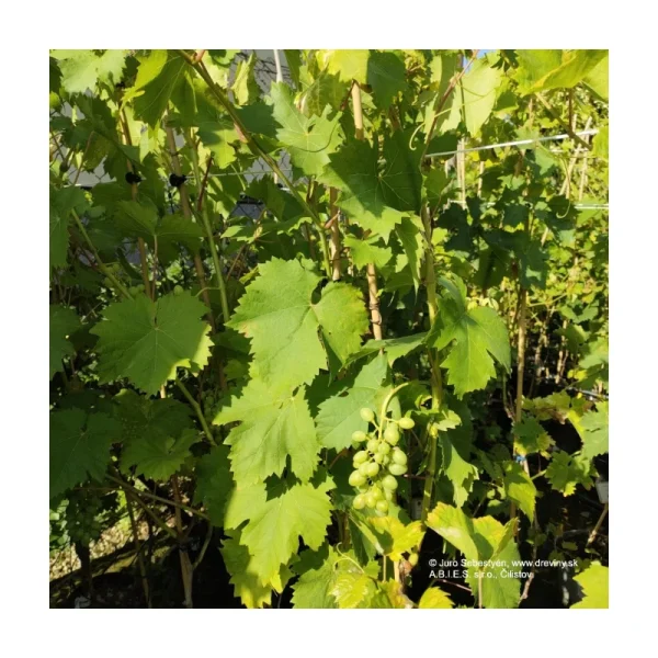 1029926 VITIS VINIFERA 8 DH