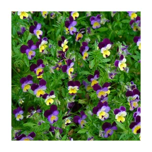 VIOLA TRICOLOR 1M