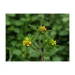 SIEGESBECKIA ORIENTALIS 5CH
