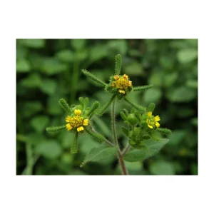 SIEGESBECKIA ORIENTALIS 5CH