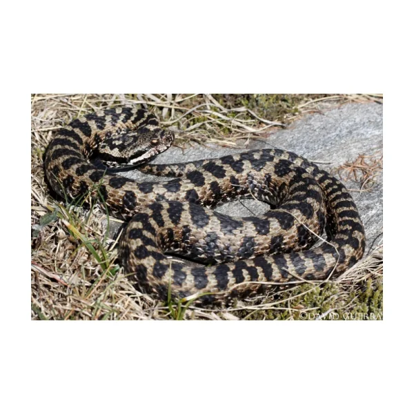 VIPERA ASPIS 40CH